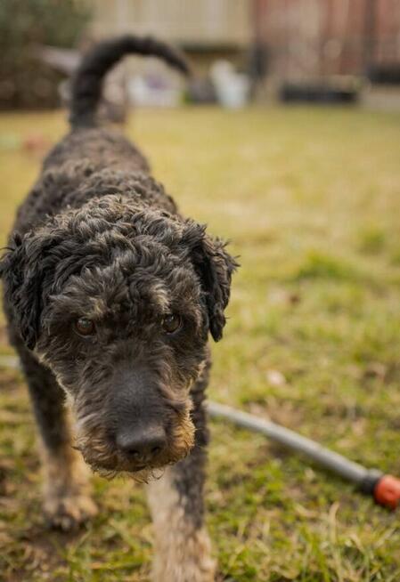 Wesoły psiak uwielbiający ludzi i spacery czeka na ciebie