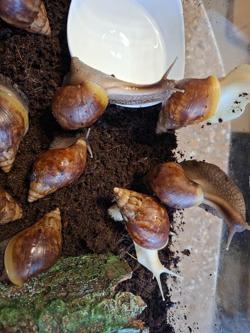 Sprzedam Ślimaki afrykańskie Lissachatina (Achatina)fulicia