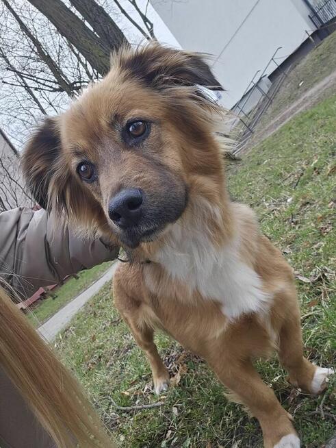 Zuma-urocza niewielka suczka do adopcji