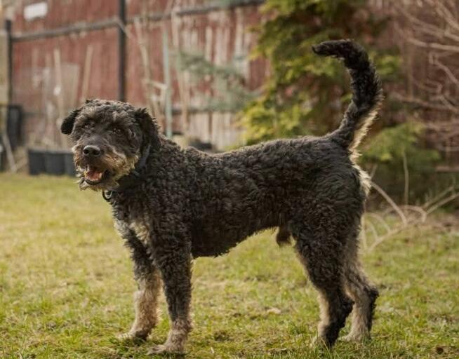 CIASTEK cudowny proludzki psiak marzy o kochającym domu