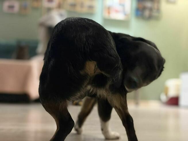 Mika - malutka sunia z cudownym uśmiechem czeka na dom