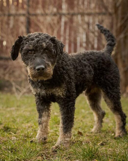 CIASTEK cudowny proludzki psiak marzy o kochającym domu