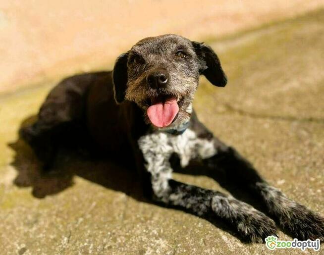 MISIA - cudowna sunia szuka super domu