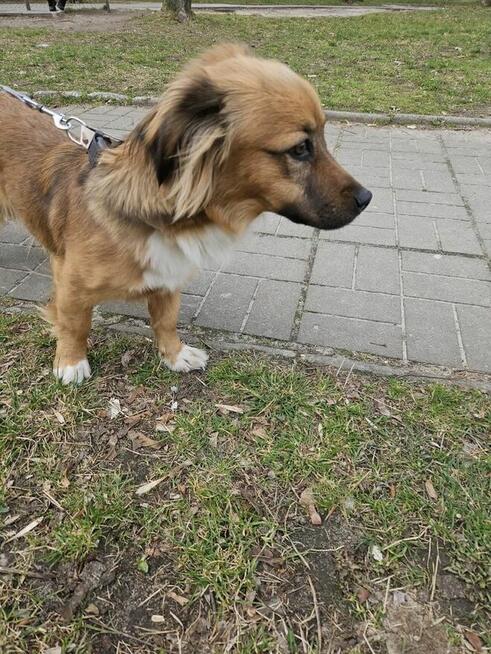 Zuma-urocza niewielka suczka do adopcji