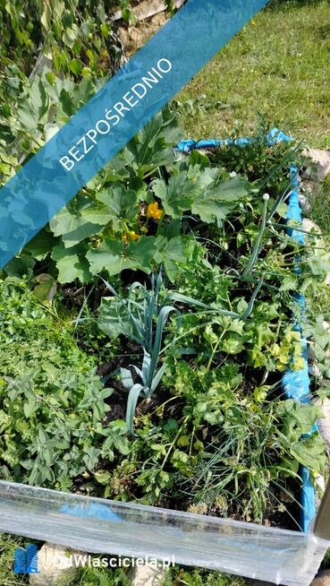 ? Wyjątkowa działka rekreacyjna blisko jeziora | Radzynek, gm. Brzuze ?