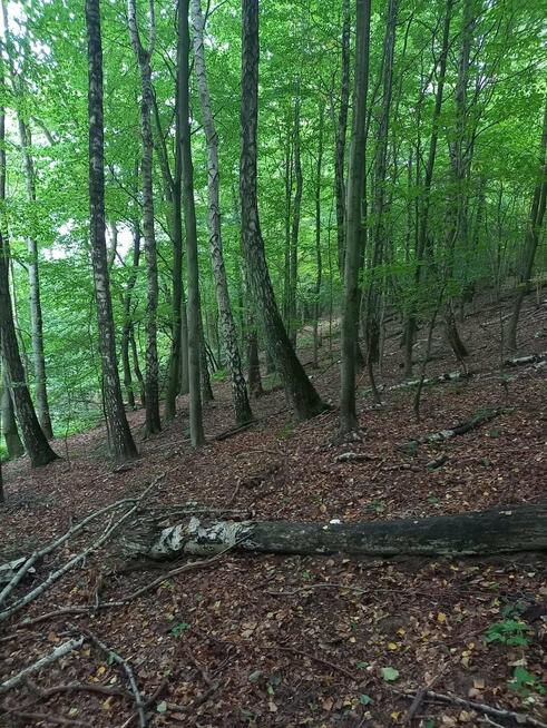 Działka siedliskowa Dłusko gm. Węgorzyno