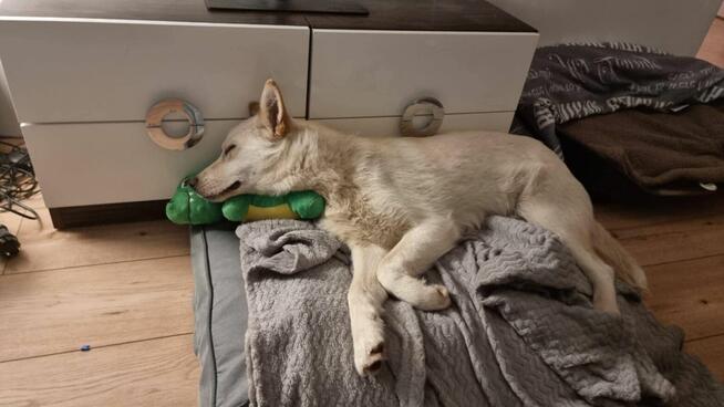 Cudowny aktywny młodziak czeka na ciebie