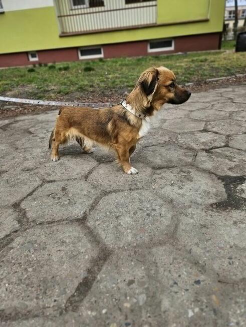 Zuma-urocza niewielka suczka do adopcji