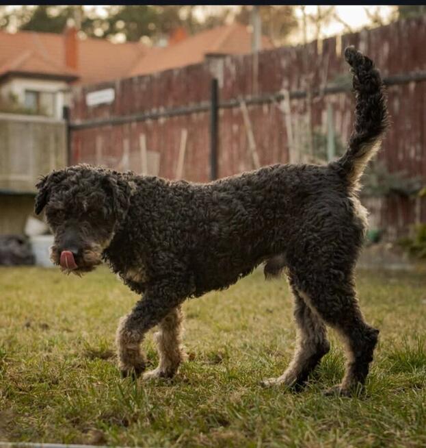 Wesoły psiak uwielbiający ludzi i spacery czeka na ciebie