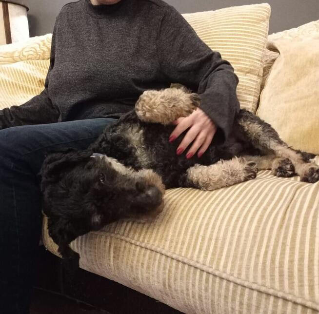 Wesoły psiak uwielbiający ludzi i spacery czeka na ciebie