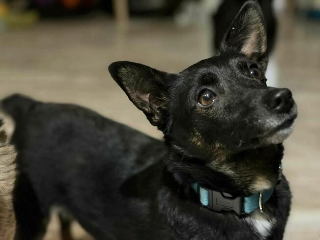 Mika - malutka sunia z cudownym uśmiechem czeka na dom