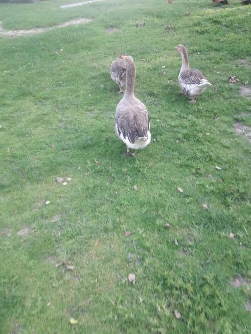 Jajka legowe gęsi landers