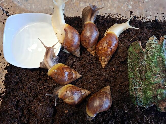 Sprzedam Ślimaki afrykańskie Lissachatina (Achatina)fulicia