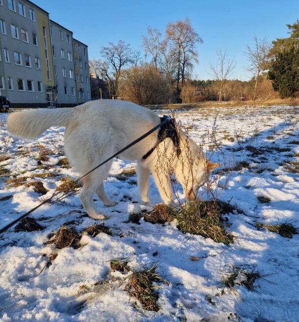 Młodziutki towarzyski psiak czeka na nowy domek