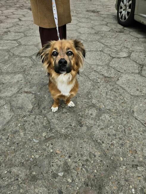 Zuma-urocza niewielka suczka do adopcji