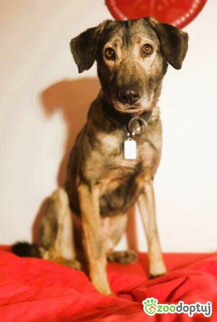 KORNEL - kochany, wrażliwy psiak szuka domu na zawsze