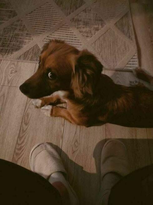 Zuma-urocza niewielka suczka do adopcji