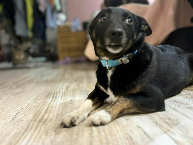 Mika - malutka sunia z cudownym uśmiechem czeka na dom