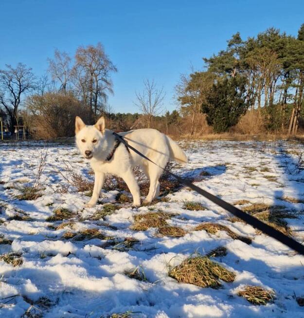 Młody wesoły energiczny psiak szuka kochającego domu