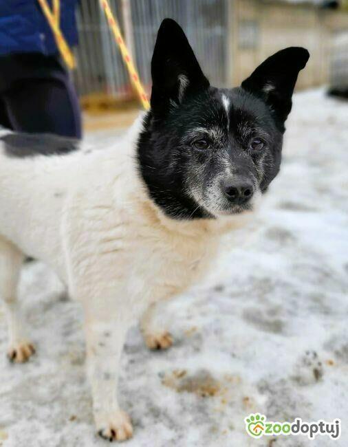 KROPECZKA - starsza, wrażliwa sunia szuka najlepszego domu