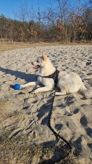 Młodziutki towarzyski psiak czeka na nowy domek