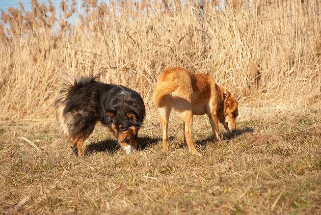 Młody aktywny psiak marzy o domu pełnym miłości