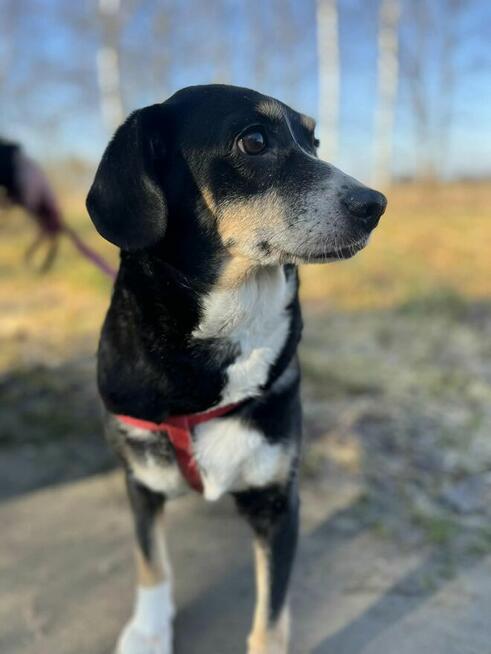 Ika - drobniutka, domowa, wychowana sunia!