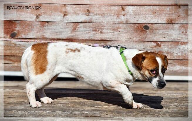 Blusia - mały piesek o ogromnym sercu