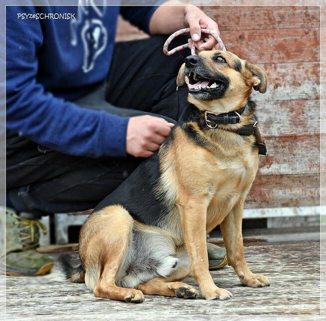 Rapik – domu nie znalazł, ale nie stracił pogody ducha