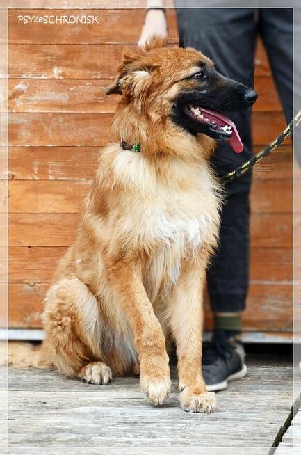 Taco – wspaniały, kochający ludzi psiak