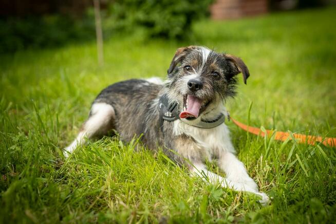 Brukselka – psia przyjaciółka, co w zgodzie serca słucha