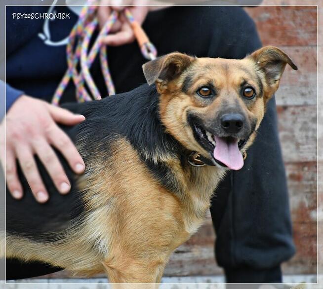 Rapik – domu nie znalazł, ale nie stracił pogody ducha