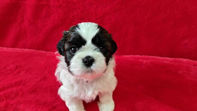 Szczeniaczek shih tzu