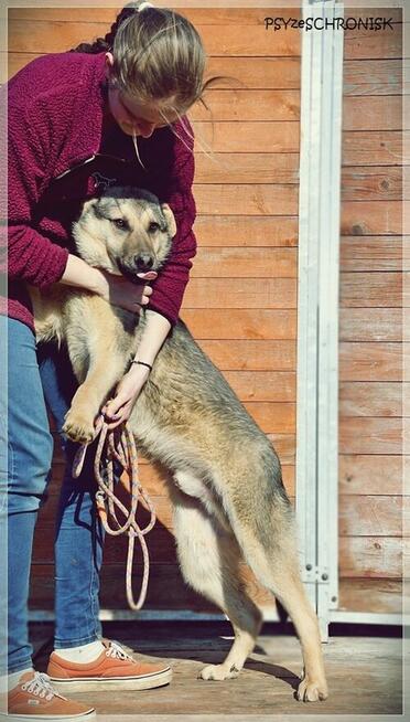 Alan - ufny przytulas czeka na Twoją miłość