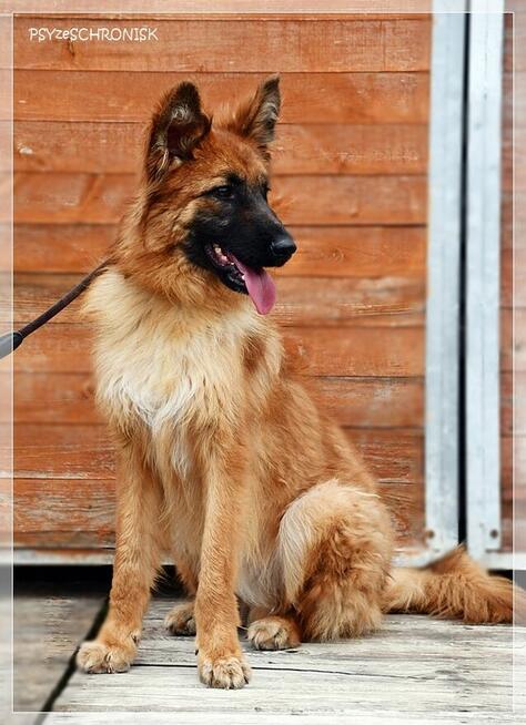 Taco – wspaniały, kochający ludzi psiak