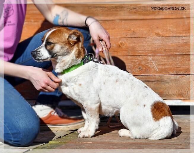 Blusia - mały piesek o ogromnym sercu