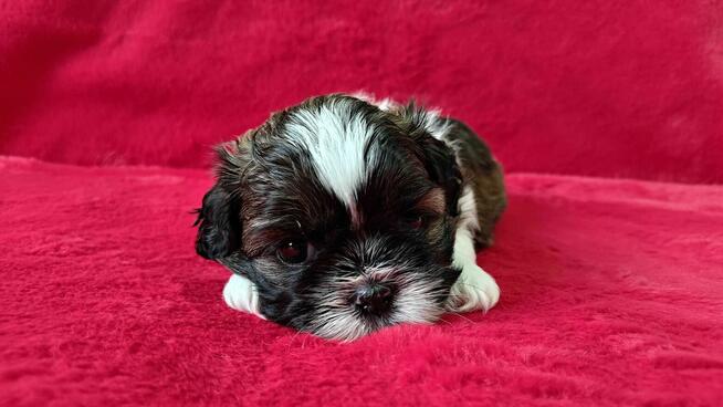 Szczeniaczek shih tzu