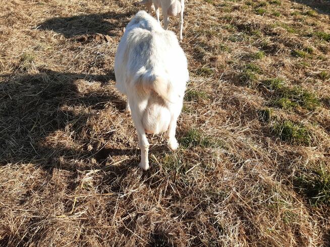 Młode kozy Saaneńskie