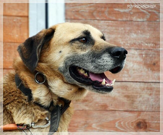 Benek – poczciwy pies, do którego los nie chce się uśmiechnąć