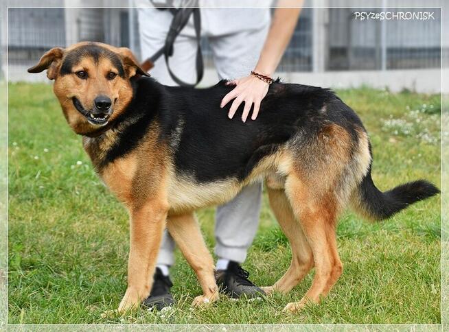 Misio vel Kumpel – dobry, najlepszy, skrzywdzony pies