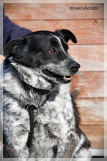 Boczek - zostań jego przyjacielem na zawsze