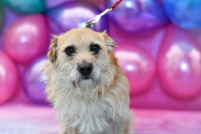 Radosny Simon szuka domku!