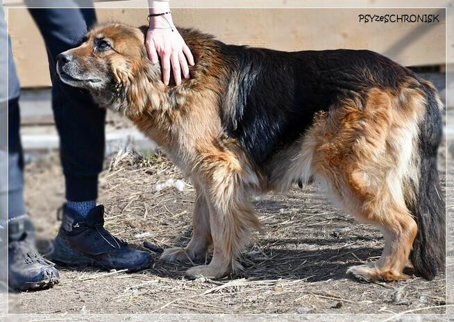 Kulka - czy spełnisz jej marzenie o własnym kącie?