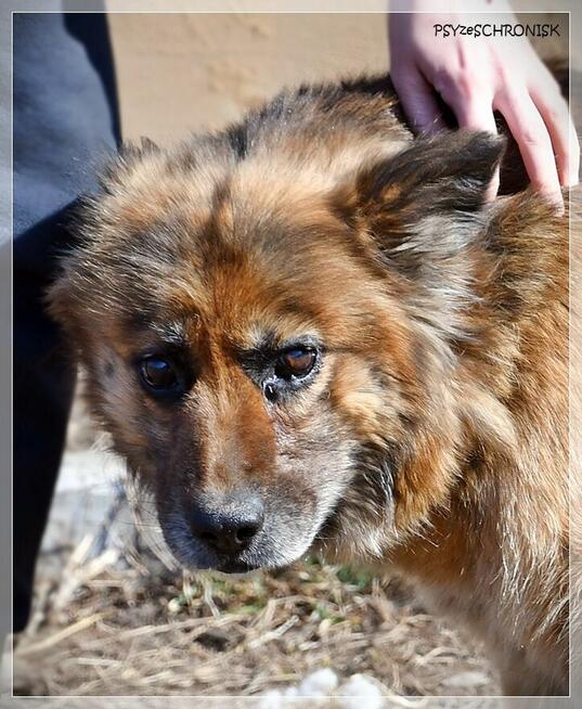 Kulka - czy spełnisz jej marzenie o własnym kącie?