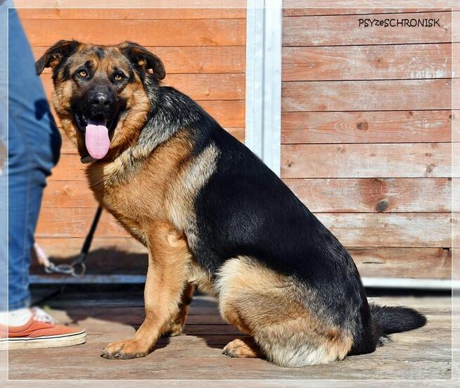 Rupert - wspaniały psiak w typie owczarka czeka na Twój dom