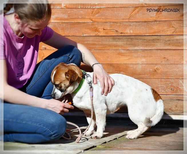 Blusia - mały piesek o ogromnym sercu
