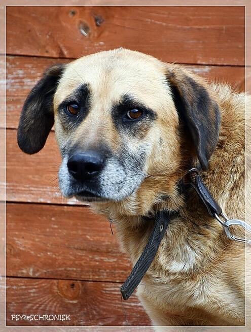 Benek – poczciwy pies, do którego los nie chce się uśmiechnąć