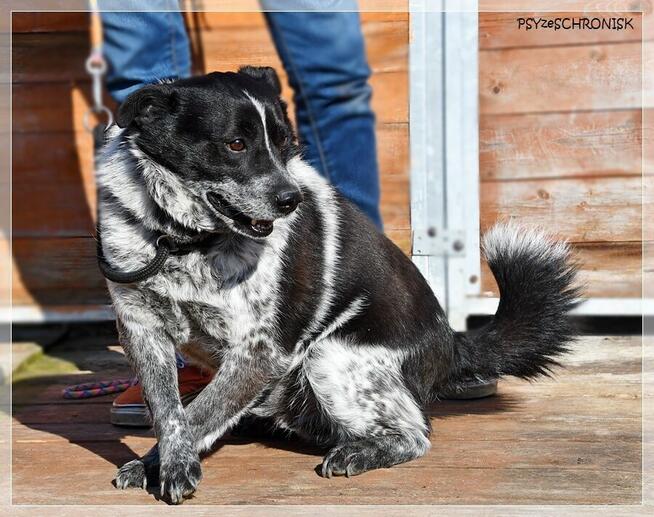 Boczek - zostań jego przyjacielem na zawsze