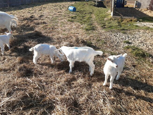 Młode kozy Saaneńskie
