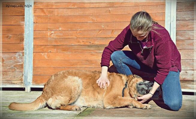 Władzio - poczciwy psiak chciałby zostać Twoim przyjacielem